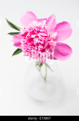 Close up of blooming pink peony flower vase en verre Banque D'Images
