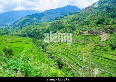 Les terrasses de riz de Banaue, Hapao, UNESCO World Heritage Site, Luzon, Philippines, Asie du Sud, Asie Banque D'Images