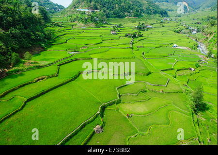 Les terrasses de riz de Banaue, Hapao, UNESCO World Heritage Site, Luzon, Philippines, Asie du Sud, Asie Banque D'Images