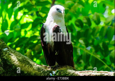 L'aigle de mer à ventre blanc (Haliaeetus leucogaster), Davao, Mindanao, Philippines, Asie du Sud, Asie Banque D'Images