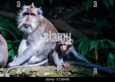 Manger du crabe macaque (Macaca fascicularis) mère jouant avec ses enfants, Monkey Forest, Ubud, Bali, Indonésie, Asie du sud-est Banque D'Images