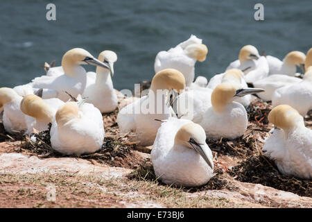 Fou de Bassan (Morus bassanus) colonie, Helgoland, petit archipel allemand dans la mer du Nord, l'Allemagne, de l'Europe Banque D'Images