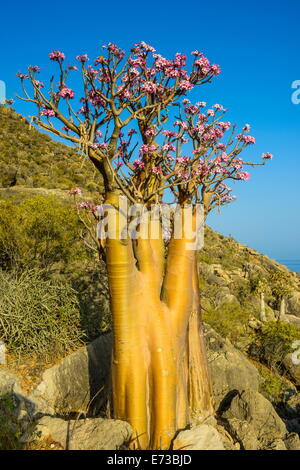 Arbre en fleur bouteille (Adenium obesum), arbre endémique de l'île de Socotra, île de Socotra, Site de l'UNESCO, au Yémen, au Moyen-Orient Banque D'Images