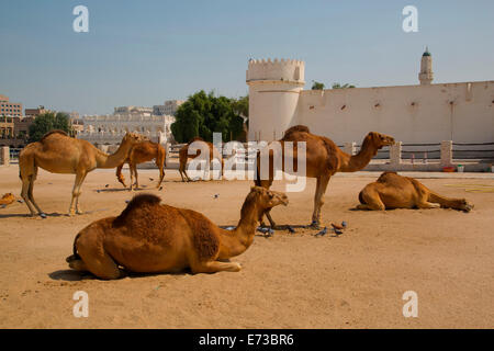 Des chameaux dans le souk de chameaux, Waqif Souq, Doha, Qatar, Moyen-Orient Banque D'Images