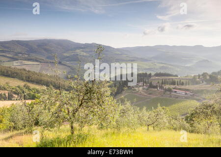 Oliviers et vignes près de Radda in Chianti, Toscane, Italie, Europe Banque D'Images