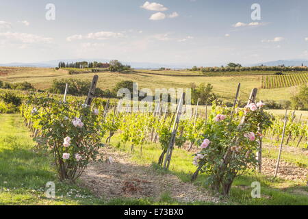 Vignobles près de Montepulciano, Toscane, Italie, Europe Banque D'Images