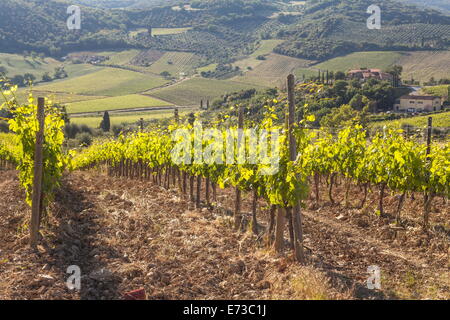 Vignobles près de Montalcino, Val d'Orcia, UNESCO World Heritage Site, Toscane, Italie, Europe Banque D'Images