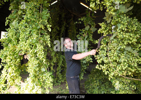 Le houblon en cours de récolte prête à être exportée aux brasseries pour la production de bière, l'établissement Hampton Estate, collines du Surrey, England, UK Banque D'Images