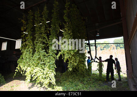 Le houblon en cours de récolte prête à être exportée aux brasseries pour la production de bière, l'établissement Hampton Estate, collines du Surrey, England, UK Banque D'Images