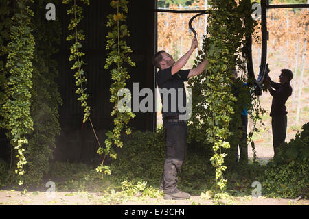 Le houblon en cours de récolte prête à être exportée aux brasseries pour la production de bière, l'établissement Hampton Estate, collines du Surrey, England, UK Banque D'Images