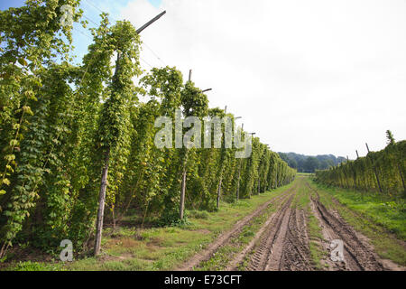 Le houblon en cours de récolte prête à être exportée aux brasseries pour la production de bière, l'établissement Hampton Estate, collines du Surrey, England, UK Banque D'Images