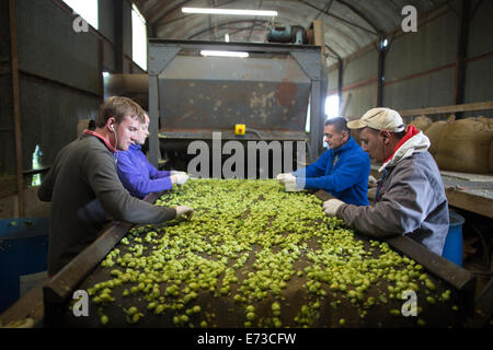 Le houblon en cours de récolte prête à être exportée aux brasseries pour la production de bière, l'établissement Hampton Estate, collines du Surrey, England, UK Banque D'Images