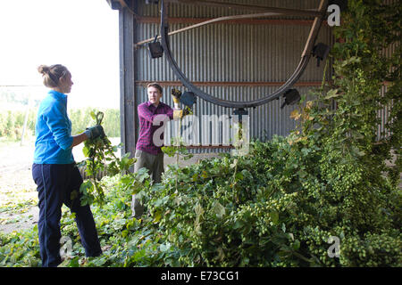 Le houblon en cours de récolte prête à être exportée aux brasseries pour la production de bière, l'établissement Hampton Estate, collines du Surrey, England, UK Banque D'Images