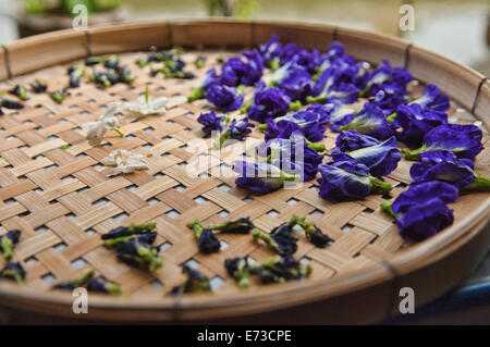 Clitoria ternatea ou fleurs de pois papillon Banque D'Images