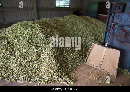 Le houblon en cours de récolte prête à être exportée aux brasseries pour la production de bière, l'établissement Hampton Estate, collines du Surrey, England, UK Banque D'Images