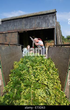 Le houblon en cours de récolte prête à être exportée aux brasseries pour la production de bière, l'établissement Hampton Estate, collines du Surrey, England, UK Banque D'Images