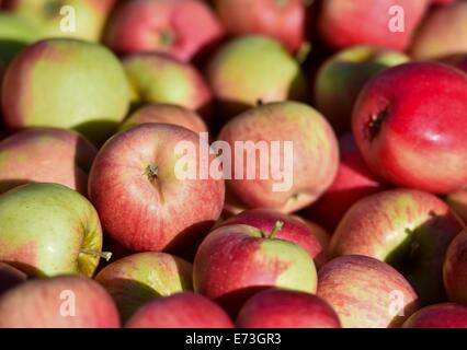 Francfort-sur-Oder, Allemagne. 28 août, 2014. Des pommes de type 'shampion' se trouvent sur une pile sur l'écran sur un fruit et l'exploitation de pommes en Frankfurt Oder, Allemagne, 28 août 2014. Photo : Patrick Pleul/dpa/Alamy Live News Banque D'Images