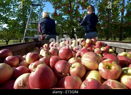 Francfort-sur-Oder, Allemagne. 28 août, 2014. Des pommes de type 'shampion' se trouvent sur une pile sur l'écran sur un fruit et l'exploitation de pommes en Frankfurt Oder, Allemagne, 28 août 2014. Photo : Patrick Pleul/dpa/Alamy Live News Banque D'Images