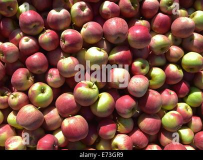 Francfort-sur-Oder, Allemagne. 28 août, 2014. Des pommes de type 'shampion' se trouvent sur une pile sur l'écran sur un fruit et l'exploitation de pommes en Frankfurt Oder, Allemagne, 28 août 2014. Photo : Patrick Pleul/dpa/Alamy Live News Banque D'Images