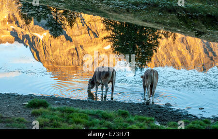 L'eau potable provenant de vaches un lac alpin dans lesquels se reflètent les montagnes au lever du soleil. Devero, Parc Naturel, Italie. Banque D'Images