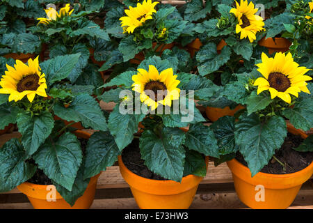 Tournesols en pots de terre cuite Banque D'Images