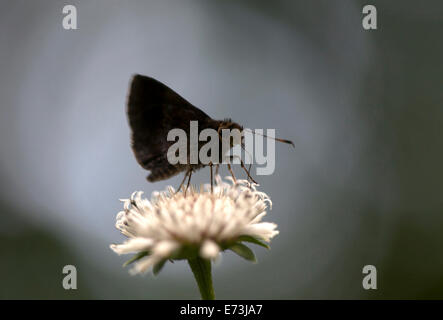 Un papillon suce nectar dans une fleur dans Xilitla, San Luis Potosi, Mexique, le 20 juillet 2014. Banque D'Images