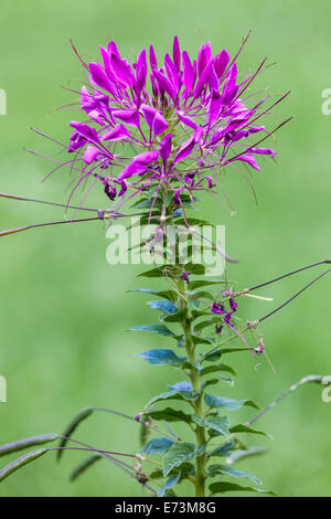 Fleur d'araignée, fleur de Single Cleome, fleur pourpre verticale sur la tige de Cleome hasseriana Banque D'Images