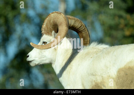 Dall (le mouflon de Dall, Ovis dalli), est une espèce de moutons indigènes au nord-ouest de l'Amérique du Nord. Banque D'Images