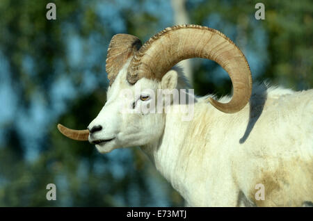 Dall (le mouflon de Dall, Ovis dalli), est une espèce de moutons indigènes au nord-ouest de l'Amérique du Nord. Banque D'Images