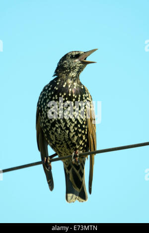 Étourneau sansonnet (Sturnus vulgaris), également connu sous le nom de l'étourneau sansonnet ou dans les îles Britanniques à l'etourneau sansonnet. Banque D'Images