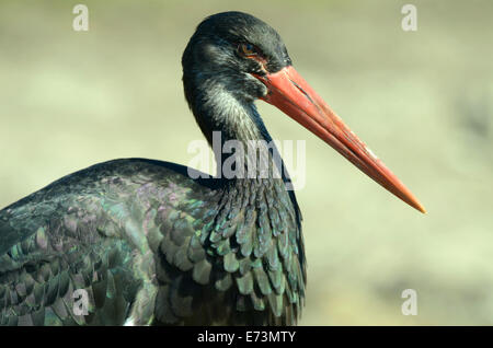 La cigogne noire (Ciconia nigra) est l'espèce de famille des Ciconiidae. Banque D'Images