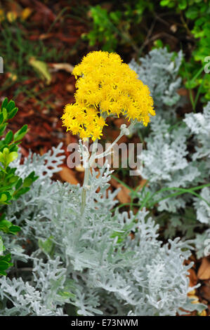 La floraison Dusty Miller aka Silver Ragwort - Jacobaea maritima Banque D'Images