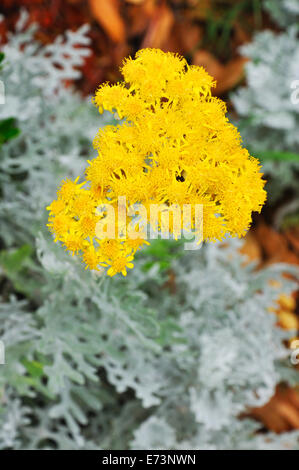 La floraison Dusty Miller aka Silver Ragwort - Jacobaea maritima Banque D'Images