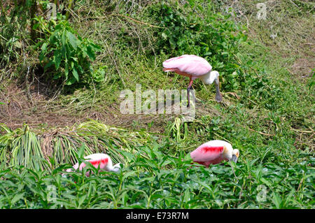 Spoonbill oiseaux à Smith Oaks Bird Sanctuary sur High Island, près de Galveston, Texas, États-Unis Banque D'Images