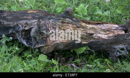 Chaton Bobcat dans arbre creux 2, près de grès, Minnesota, USA Banque D'Images