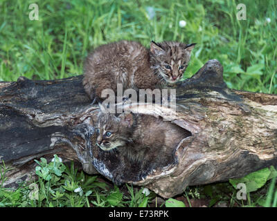 Paire de chatons bobcat sur hollow log, près de grès, Minnesota, USA Banque D'Images