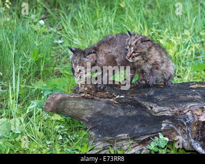 Paire de chatons bobcat debout sur un vieux journal, près de grès, Minnesota, USA Banque D'Images