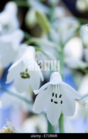 La jacinthe d'été, Galtonia candicans retombantes, fleurs blanches poussant sur une plante à l'extérieur. Banque D'Images