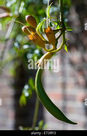 Trumpet vine, Campsis, Vert gousse à l'automne sur la plante grimpante. Banque D'Images