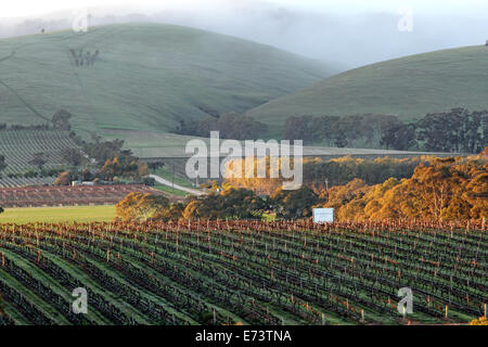 Rangées de vignes à l'ombre des collines dans la Barossa Valley en Australie Banque D'Images