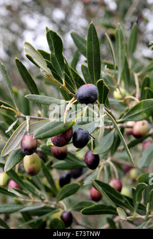 Le mûrissement des olives sur l'arbre dans la Barossa Valley en Australie Banque D'Images