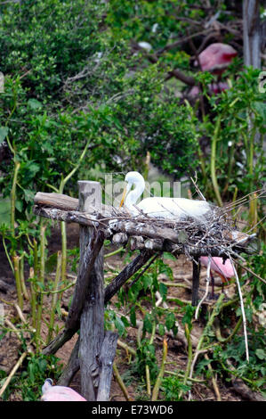 Smith Oaks Bird Sanctuary sur High Island, près de Galveston, Texas, USA - egret Banque D'Images