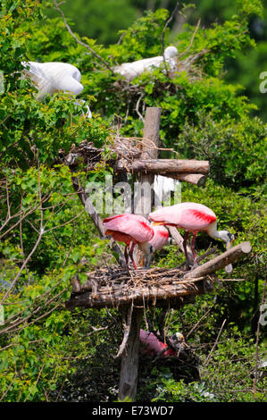 Smith Oaks Bird Sanctuary sur High Island, près de Galveston, Texas, États-Unis Banque D'Images