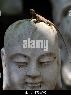 Taipei, Taiwan. 12Th Mar, 2014. Un lézard endémique de Taïwan se prélasse au soleil sur une statue bouddhiste au monastère Fo Guang Shan à Kaohsiung, Taïwan, du sud-est de la Chine le 5 septembre 2014. Wang © Qingqin/Xinhua/Alamy Live News Banque D'Images