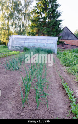 Plantation d'oignons dans le potager de l'heure d'été Banque D'Images