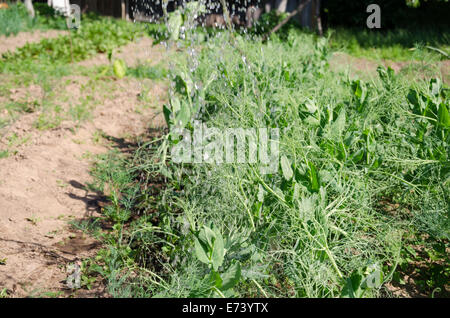 Grandes gouttes d'eau tombant sur le jeune pois verts sur village garden Banque D'Images