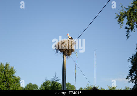 Nid de cigogne sur poteau électrique sur fond de ciel bleu Banque D'Images