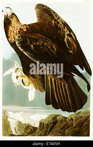 Golden Eagle - par John James Audubon, 1834 Banque D'Images