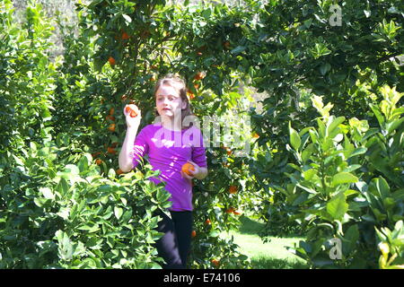 Young Girl picking mandarins au large de la brousse à Hawkesbury valley regional, New South Wales, Australie Banque D'Images