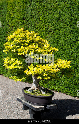 Un Bonsai arbre Hêtre Fagus sylvatica Banque D'Images